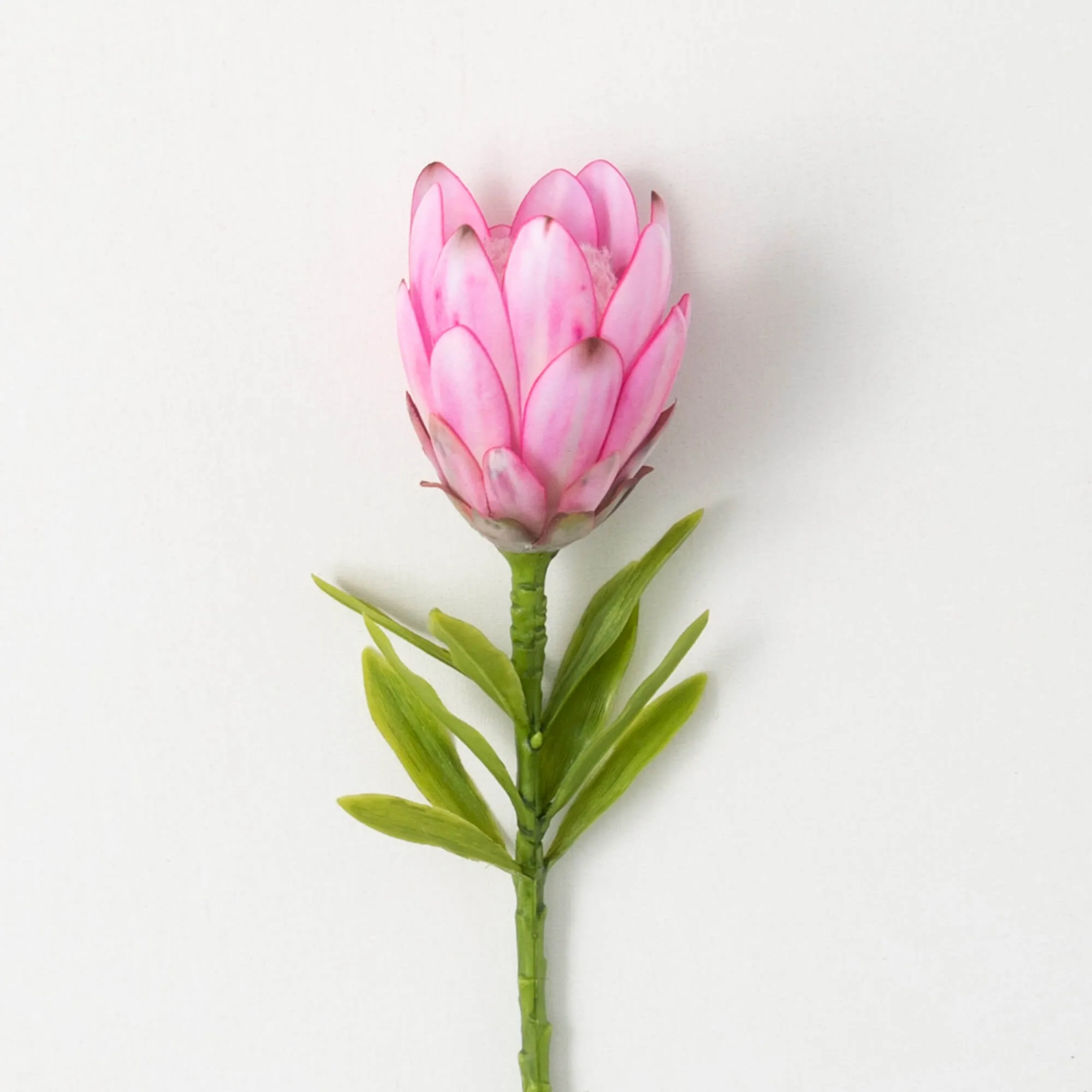15"H Sullivans Fuchsia Pink Queen Protea, Pink