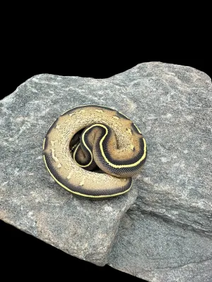 Ball Python (Freeway)