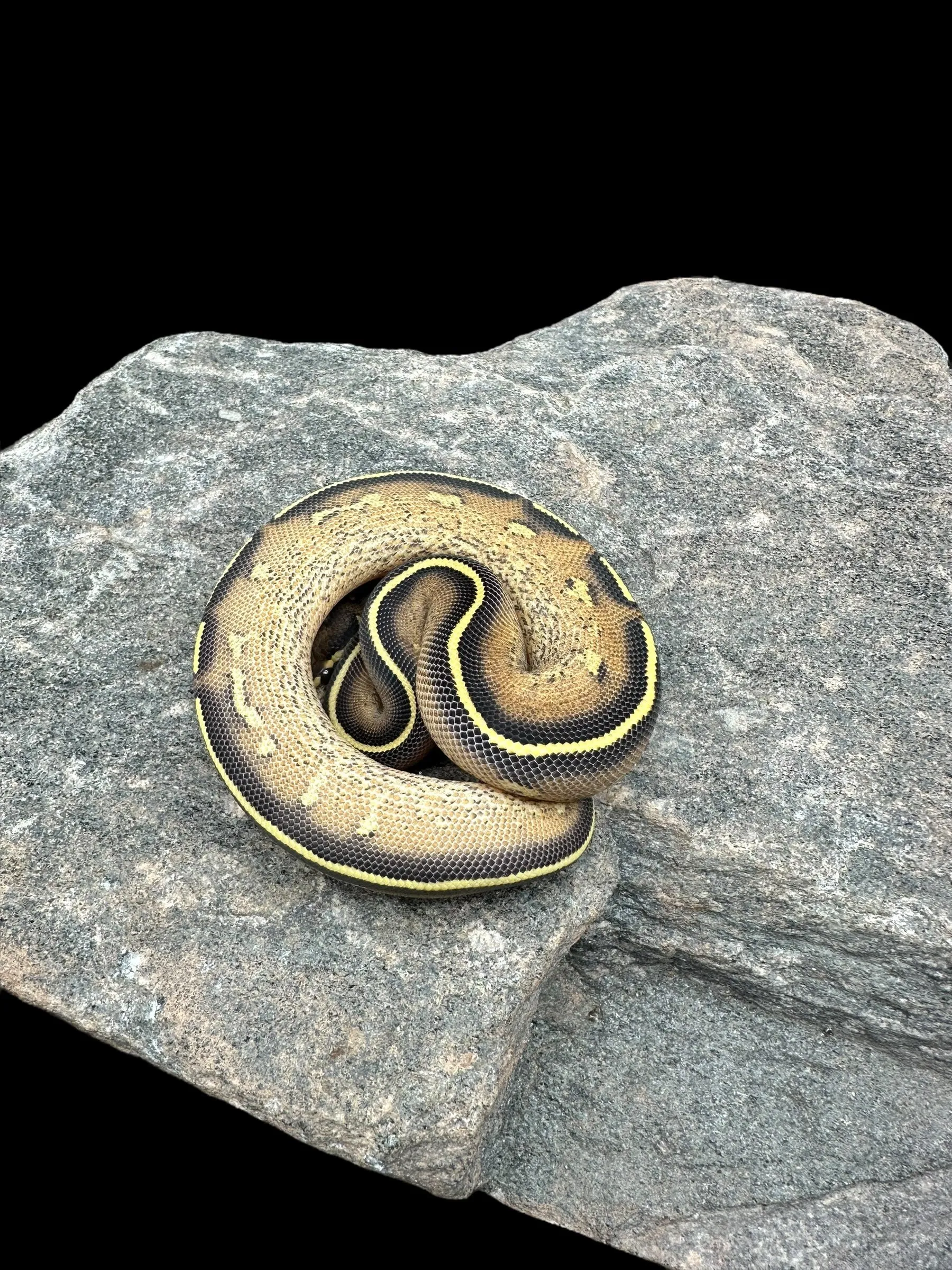 Ball Python (Freeway)
