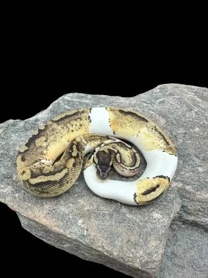 Ball Python (Pastel Pied)