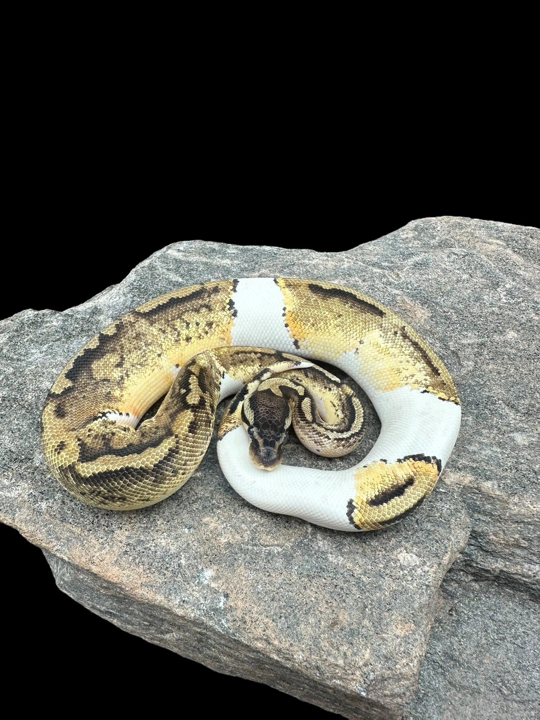 Ball Python (Pastel Pied)
